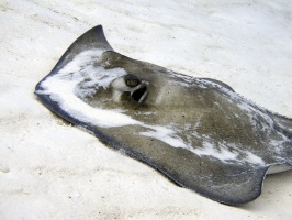 IMG 3269 Southern Stingray